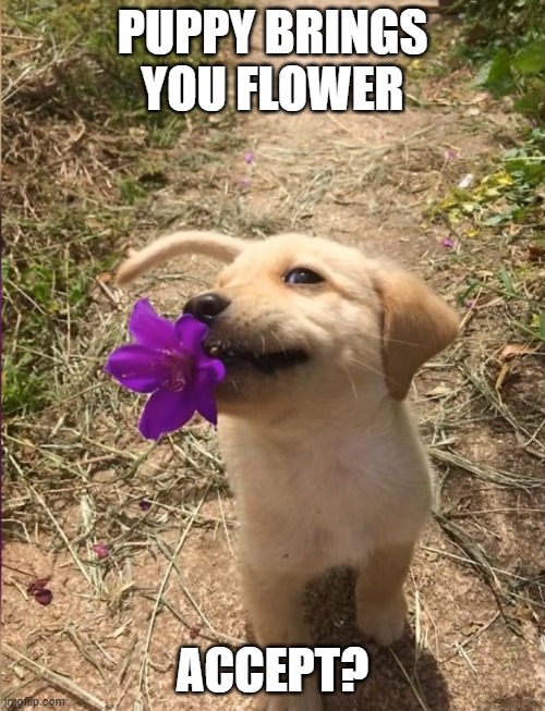 puppyyyyyy | PUPPY BRINGS YOU FLOWER; ACCEPT? | image tagged in puppy with flower | made w/ Imgflip meme maker