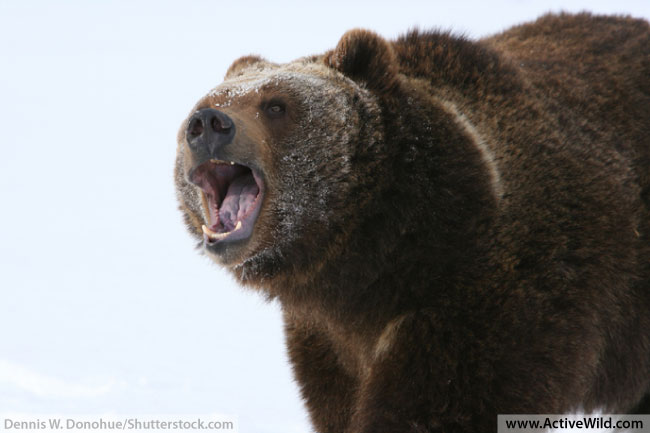 Brown Bear Blank Meme Template