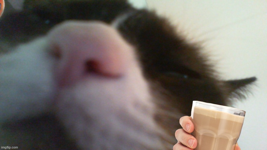 you've been scrolling a while, have a drink with my cat. | image tagged in cat,choccy milk | made w/ Imgflip meme maker