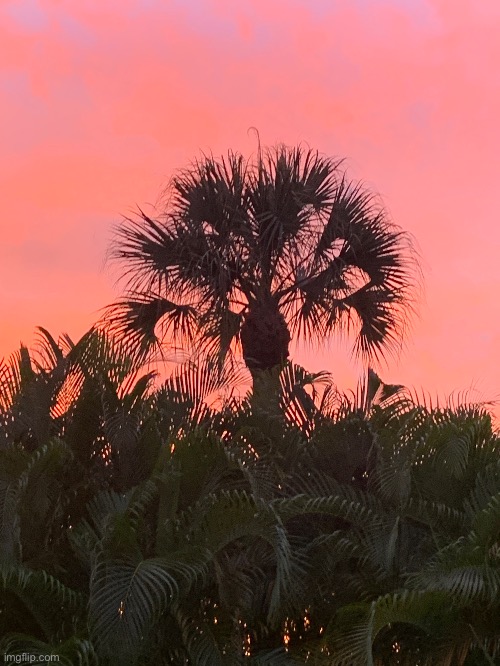 Palm tree against the sunset | made w/ Imgflip meme maker