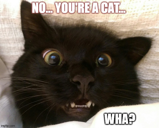 You're A Cat | NO... YOU'RE A CAT... WHA? | image tagged in cat surprise | made w/ Imgflip meme maker