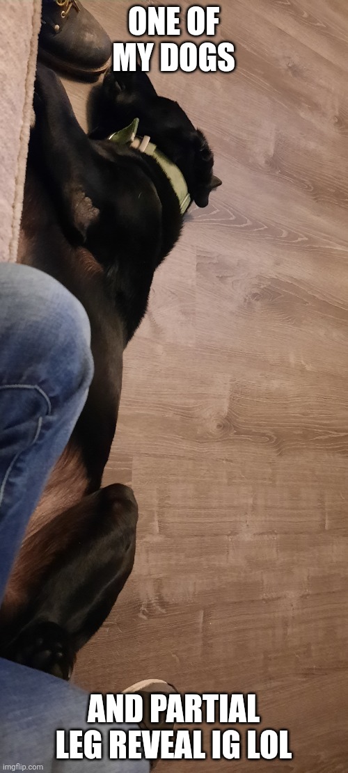 ONE OF MY DOGS; AND PARTIAL LEG REVEAL IG LOL | made w/ Imgflip meme maker