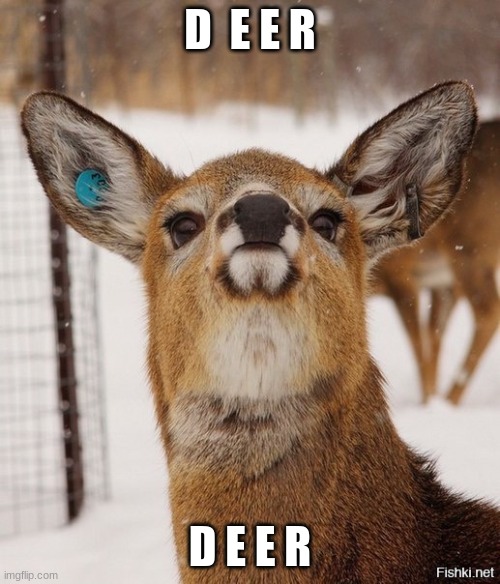 D E E R | D  E E R; D E E R | image tagged in gorgeous deer | made w/ Imgflip meme maker