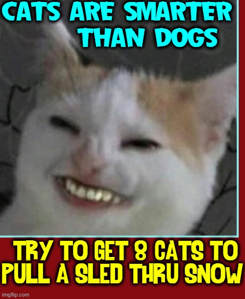 When You Can Prove You're Better than the Competition | CATS ARE SMARTER
      THAN DOGS; TRY TO GET 8 CATS TO
PULL A SLED THRU SNOW | image tagged in vince vance,big teeth,cats,smarter,dogs,memes | made w/ Imgflip meme maker