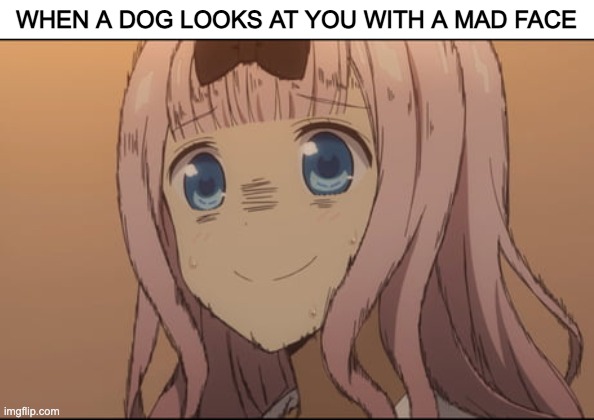 oH nO | WHEN A DOG LOOKS AT YOU WITH A MAD FACE | image tagged in kaguya sama,love,is,war,chika | made w/ Imgflip meme maker