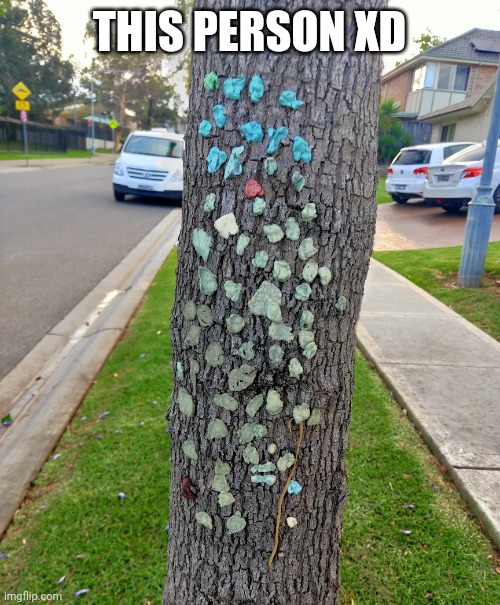 Gum on tree | THIS PERSON XD | image tagged in tree,bubblegum | made w/ Imgflip meme maker