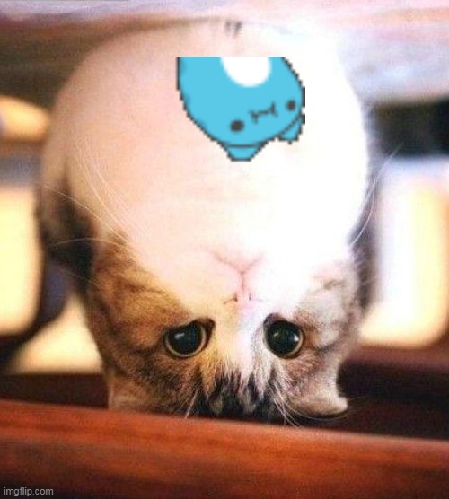 CAT+CAT XD | image tagged in cats | made w/ Imgflip meme maker