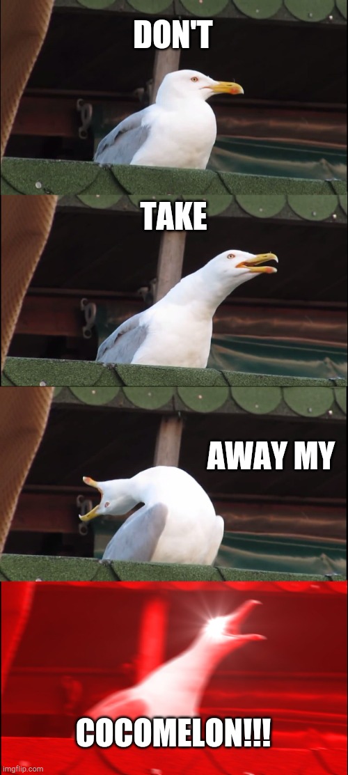 Inhaling Seagull Meme | DON'T; TAKE; AWAY MY; COCOMELON!!! | image tagged in memes,inhaling seagull | made w/ Imgflip meme maker