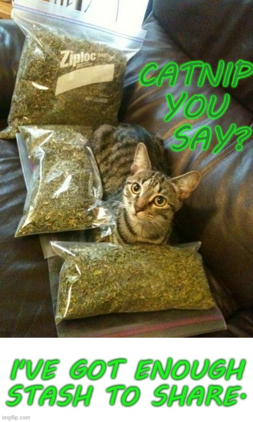 CATNIP YOU   SAY? I'VE GOT ENOUGH STASH TO SHARE. | made w/ Imgflip meme maker