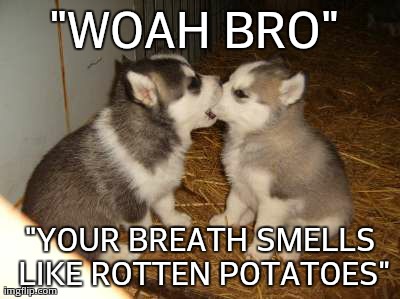 Cute Puppies Meme | "WOAH BRO"  "YOUR BREATH SMELLS LIKE ROTTEN POTATOES" | image tagged in memes,cute puppies | made w/ Imgflip meme maker