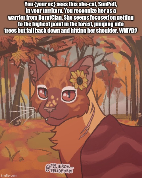 Can be cross-clan romance, keep it SFW, you can attack her but don't kill her. | You {your oc} sees this she-cat, SunPelt, in your territory. You recognize her as a warrior from BurntClan. She seems focused on getting to the highest point in the forest, jumping into trees but fall back down and hitting her shoulder. WWYD? | image tagged in warrior cats,roleplaying | made w/ Imgflip meme maker
