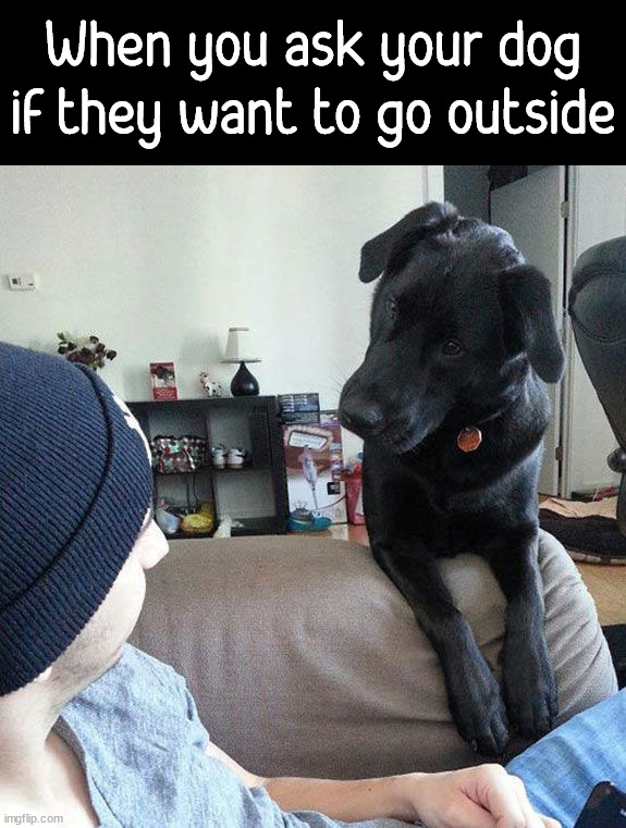 Image tagged in dogs - Imgflip
