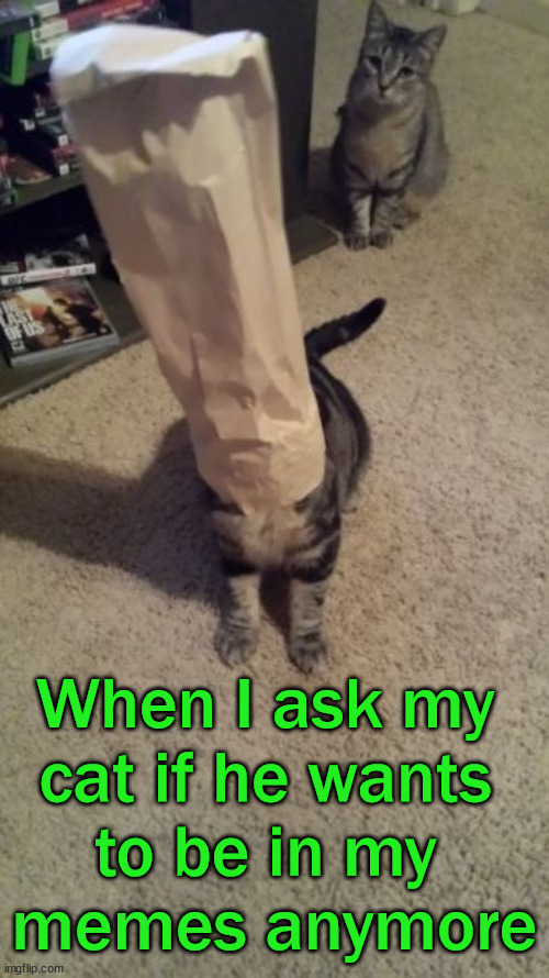 When I ask my 
cat if he wants 
to be in my 
memes anymore | image tagged in cats | made w/ Imgflip meme maker