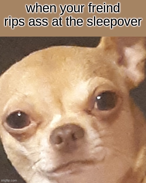 funny | when your freind rips ass at the sleepover | image tagged in funny dogs,farts | made w/ Imgflip meme maker