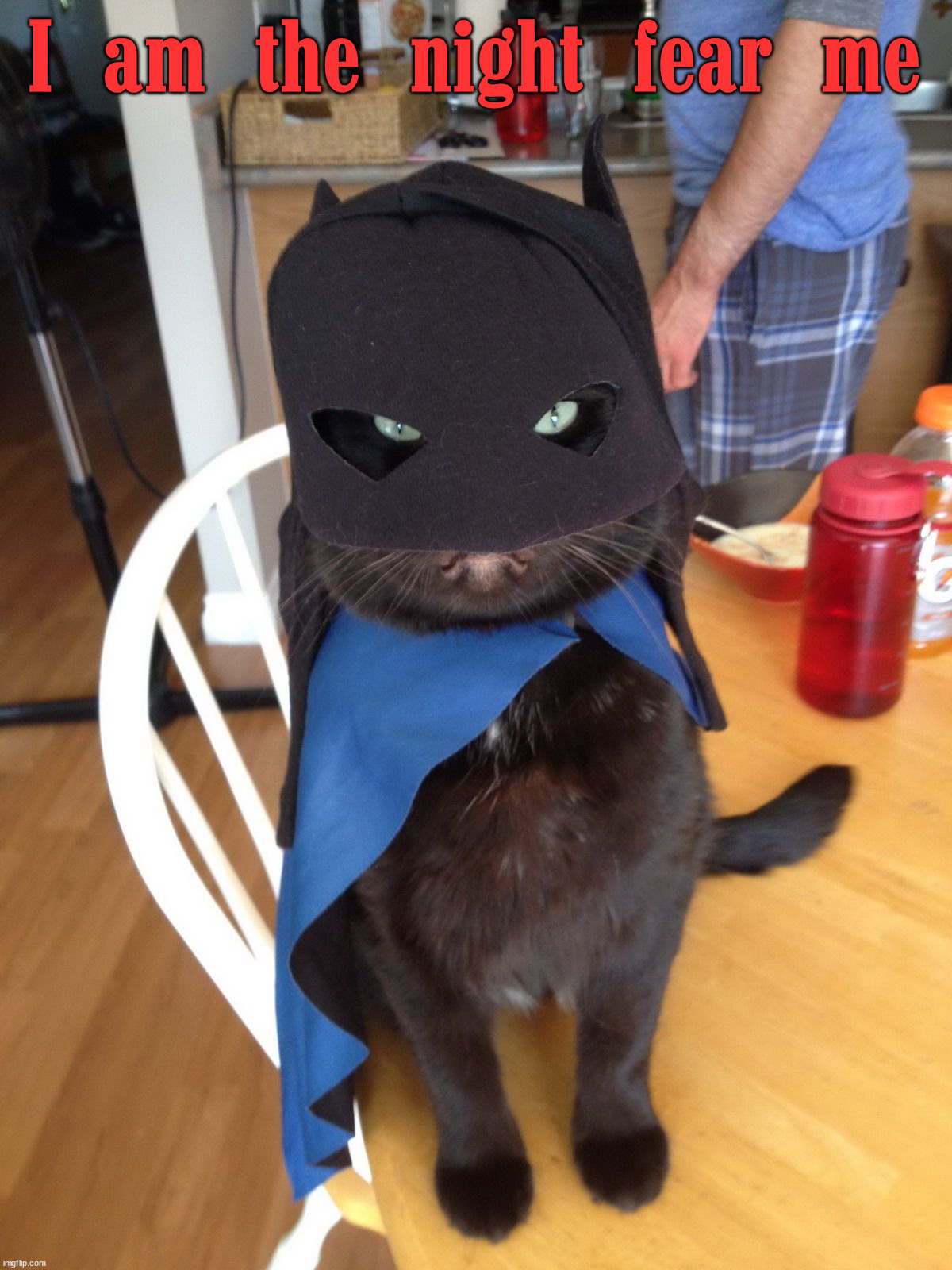 I am the night fear me | image tagged in cats | made w/ Imgflip meme maker