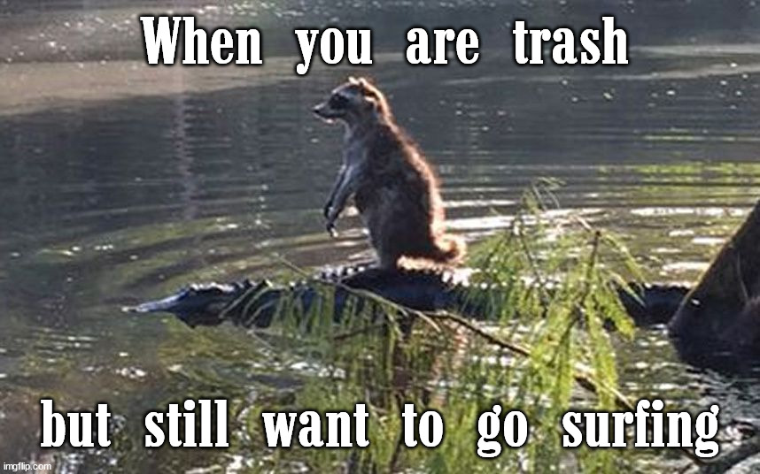 When you are trash; but still want to go surfing | image tagged in raccoon,surfing | made w/ Imgflip meme maker
