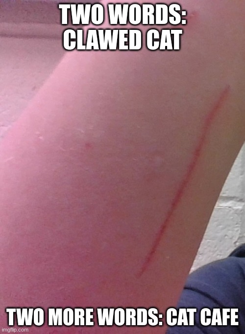 lol i have 2 declawed catsadopted that wayso i wasn't expecting dat (tw for scars) Imgflip