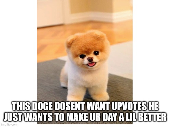 omg F*CK this dog is cute | THIS DOGE DOSENT WANT UPVOTES HE JUST WANTS TO MAKE UR DAY A LIL BETTER | image tagged in doggo | made w/ Imgflip meme maker