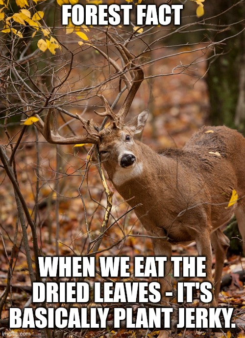 Fun forest facts | FOREST FACT; WHEN WE EAT THE DRIED LEAVES - IT'S BASICALLY PLANT JERKY. | image tagged in forest,deer,autumn leaves | made w/ Imgflip meme maker