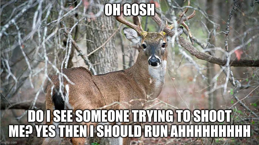 Deer shooting | OH GOSH; DO I SEE SOMEONE TRYING TO SHOOT ME? YES THEN I SHOULD RUN AHHHHHHHHH | image tagged in disaster girl | made w/ Imgflip meme maker