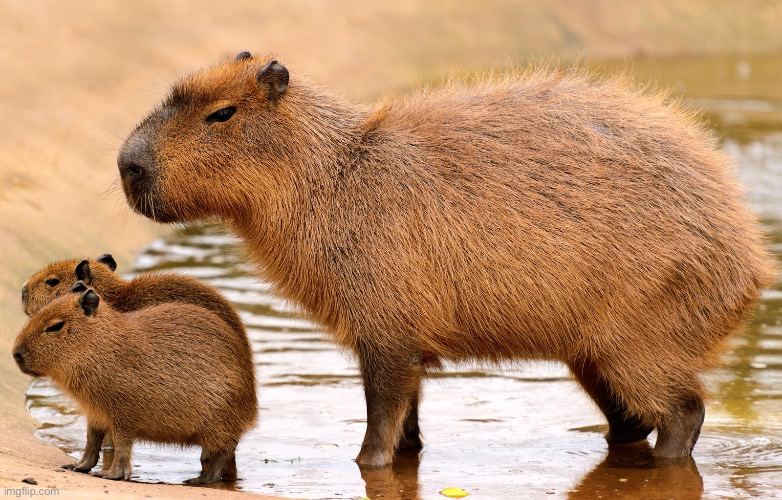 Capybara | image tagged in capybara | made w/ Imgflip meme maker