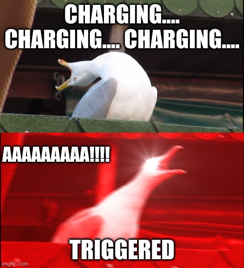 Screaming bird | CHARGING.... CHARGING.... CHARGING.... AAAAAAAAA!!!! TRIGGERED | image tagged in screaming bird | made w/ Imgflip meme maker