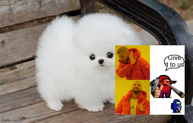 Fluffy dogs | image tagged in fluffy dogs | made w/ Imgflip meme maker