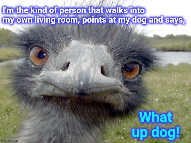 Yup |  I'm the kind of person that walks into my own living room, points at my dog and says, What up dog! | image tagged in emu head brah whats up,cute dogs,he just points at people,memes,true story,funny animals | made w/ Imgflip meme maker