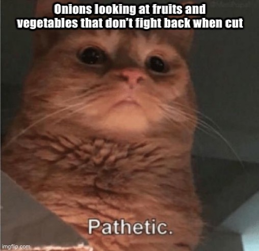 Pathetic Cat | Onions looking at fruits and vegetables that don’t fight back when cut | image tagged in pathetic cat | made w/ Imgflip meme maker
