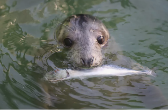 High Quality Seal Blank Meme Template