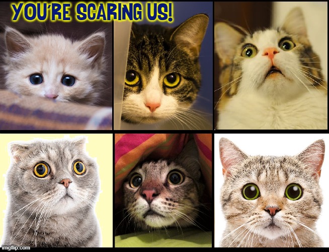 Scardy Cats | YOU'RE SCARING US! | image tagged in vince vance,scared,cats,frightened,kittens,memes | made w/ Imgflip meme maker