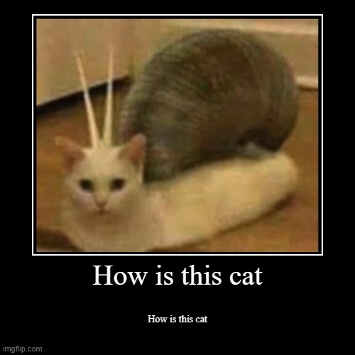 How is this cat | image tagged in how is this cat | made w/ Imgflip demotivational maker