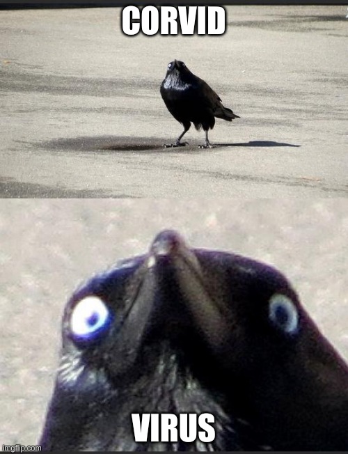 insanity crow | CORVID VIRUS | image tagged in insanity crow | made w/ Imgflip meme maker