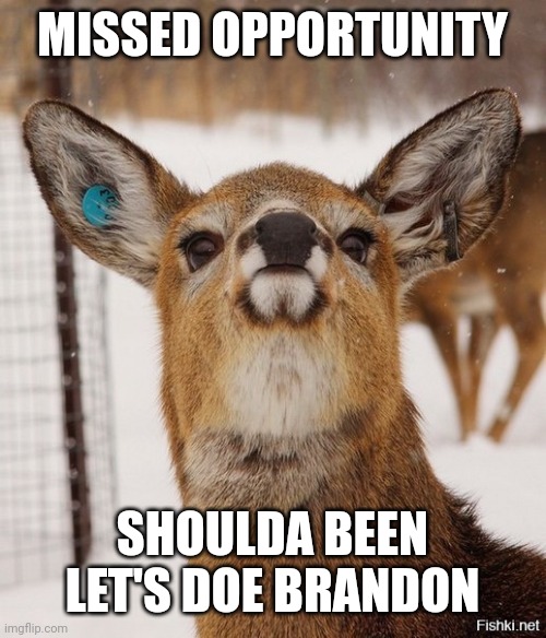 Gorgeous Deer | MISSED OPPORTUNITY SHOULDA BEEN
LET'S DOE BRANDON | image tagged in gorgeous deer | made w/ Imgflip meme maker