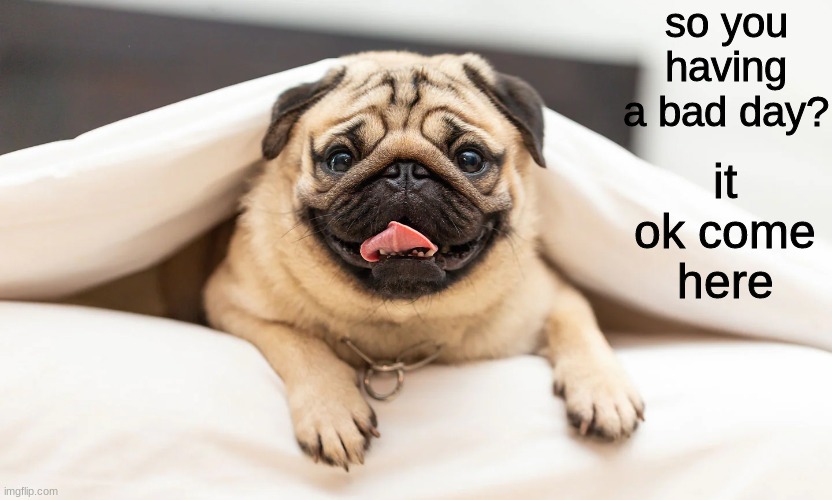 hello again | so you having a bad day? it ok come here | image tagged in pugs | made w/ Imgflip meme maker