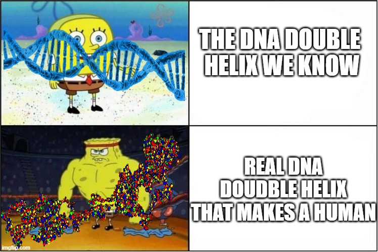 Life is full of lies | THE DNA DOUBLE  HELIX WE KNOW; REAL DNA DOUDBLE HELIX THAT MAKES A HUMAN | image tagged in weak vs strong spongebob | made w/ Imgflip meme maker