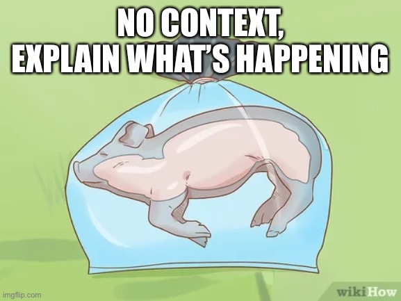 Without context, describe this image in the comments. | NO CONTEXT, EXPLAIN WHAT’S HAPPENING | image tagged in wikihow,memes,pig | made w/ Imgflip meme maker