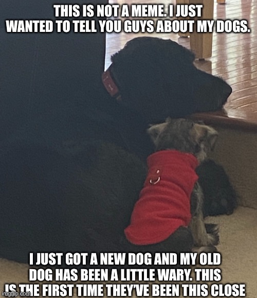 The big one is Maggie (old) and the smol one is Buddy (new) | THIS IS NOT A MEME. I JUST WANTED TO TELL YOU GUYS ABOUT MY DOGS. I JUST GOT A NEW DOG AND MY OLD DOG HAS BEEN A LITTLE WARY. THIS IS THE FIRST TIME THEY’VE BEEN THIS CLOSE | image tagged in doggos | made w/ Imgflip meme maker