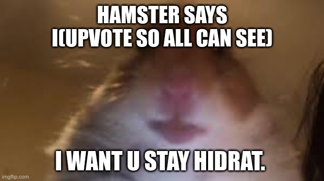helo | HAMSTER SAYS
I(UPVOTE SO ALL CAN SEE); I WANT U STAY HIDRAT. | image tagged in facetime hamster | made w/ Imgflip meme maker