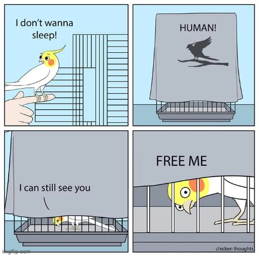 birb: FREE ME!!!!!!! hooman: no. birb: *inhale* squaaaaaaaaaaaaaaaaaaaaaaaaaak | image tagged in birb,memes,meme | made w/ Imgflip meme maker