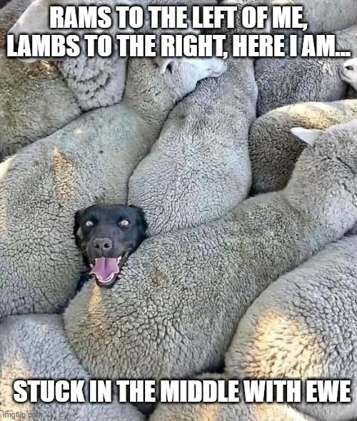 Wolf in Sheep | RAMS TO THE LEFT OF ME, LAMBS TO THE RIGHT, HERE I AM... STUCK IN THE MIDDLE WITH EWE | image tagged in sheep | made w/ Imgflip meme maker