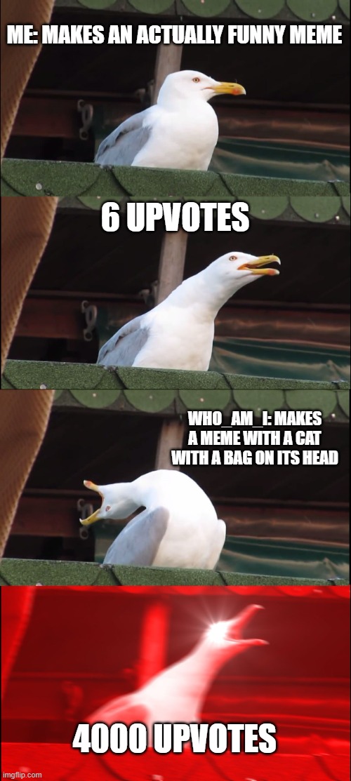 hol up, that dont make no sense | ME: MAKES AN ACTUALLY FUNNY MEME; 6 UPVOTES; WHO_AM_I: MAKES A MEME WITH A CAT WITH A BAG ON ITS HEAD; 4000 UPVOTES | image tagged in memes,inhaling seagull | made w/ Imgflip meme maker