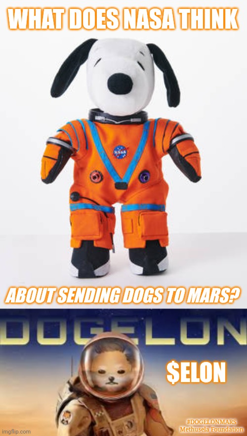 $ELON & NASA now sending dogs to MARS?  Mr. Pool loves #COINKIDINKS | WHAT DOES NASA THINK; ABOUT SENDING DOGS TO MARS? $ELON; #DOGELONMARS
Methusela Foundation | image tagged in zero g snoopy,elon musk,shiba inu,the moon,mars,cryptocurrency | made w/ Imgflip meme maker