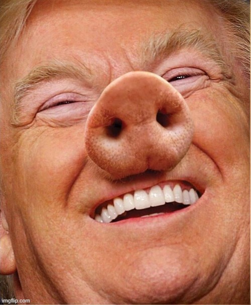 TRUMP PIG | image tagged in trump pig | made w/ Imgflip meme maker