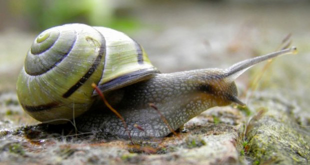 snail Blank Meme Template