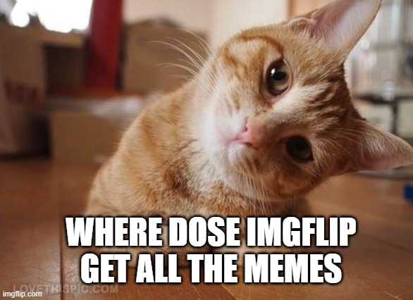 relly where??: | WHERE DOSE IMGFLIP GET ALL THE MEMES | image tagged in where | made w/ Imgflip meme maker