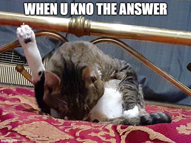 fuzzy the cat | WHEN U KNO THE ANSWER | image tagged in fuzzy the cat,shittyadviceanimals | made w/ Imgflip meme maker
