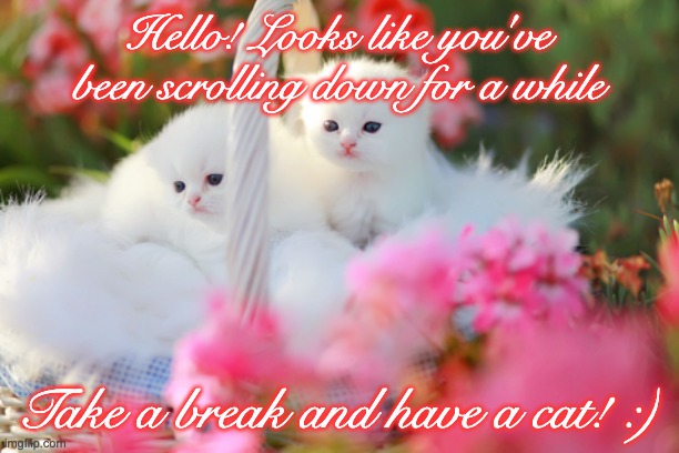 Have a nice day! | Hello! Looks like you've been scrolling down for a while; Take a break and have a cat! :) | image tagged in dollface kitten,its just too cute,dies from cuteness | made w/ Imgflip meme maker