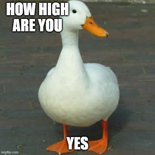 yes | HOW HIGH ARE YOU; YES | image tagged in yes,duck,funny,memes,idk why im doing this | made w/ Imgflip meme maker