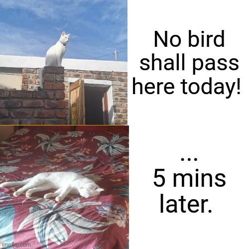 No bird shall pass | No bird shall pass here today! ... 5 mins later. | image tagged in cats,sleep | made w/ Imgflip meme maker